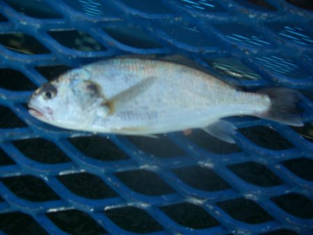 オリジナルメーカー海づり公園(市原市海づり…