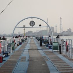 オリジナルメーカー海づり公園(市原市海づり施設) 釣果