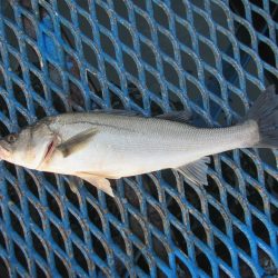 オリジナルメーカー海づり公園(市原市海づり施設) 釣果
