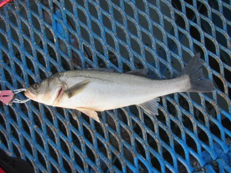 オリジナルメーカー海づり公園(市原市海づり施設) 釣果