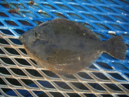 オリジナルメーカー海づり公園(市原市海づり…