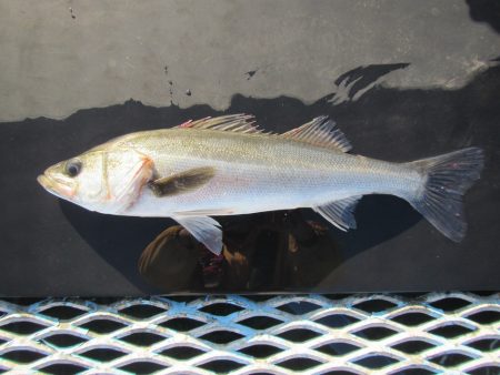 オリジナルメーカー海づり公園(市原市海づり施設) 釣果