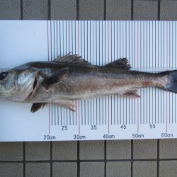 オリジナルメーカー海づり公園(市原市海づり施設) 釣果