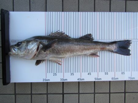 オリジナルメーカー海づり公園(市原市海づり施設) 釣果