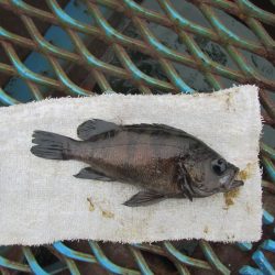 オリジナルメーカー海づり公園(市原市海づり施設) 釣果