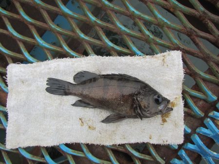 オリジナルメーカー海づり公園(市原市海づり施設) 釣果