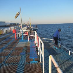 オリジナルメーカー海づり公園(市原市海づり施設) 釣果