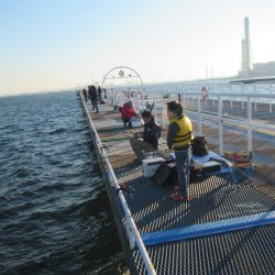 オリジナルメーカー海づり公園(市原市海づり施設) 釣果