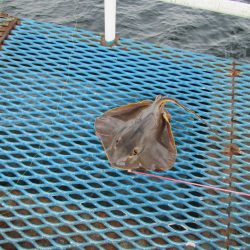 オリジナルメーカー海づり公園(市原市海づり施設) 釣果