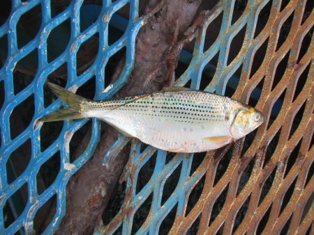 オリジナルメーカー海づり公園(市原市海づり施設) 釣果