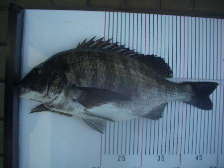 オリジナルメーカー海づり公園(市原市海づり施設) 釣果