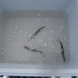 オリジナルメーカー海づり公園(市原市海づり施設) 釣果