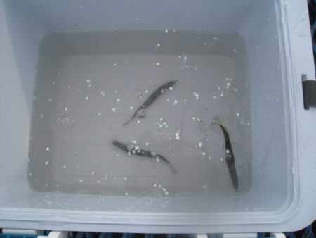 オリジナルメーカー海づり公園(市原市海づり施設) 釣果