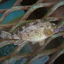 オリジナルメーカー海づり公園(市原市海づり施設) 釣果