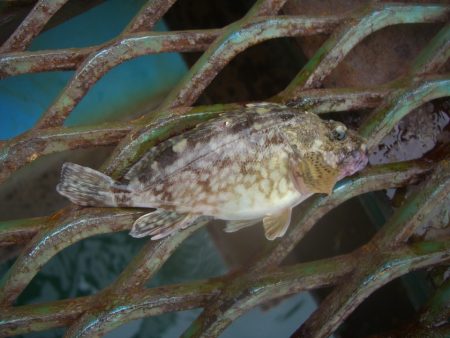 オリジナルメーカー海づり公園(市原市海づり施設) 釣果