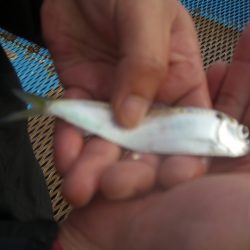 オリジナルメーカー海づり公園(市原市海づり施設) 釣果