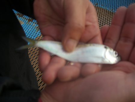 オリジナルメーカー海づり公園(市原市海づり施設) 釣果