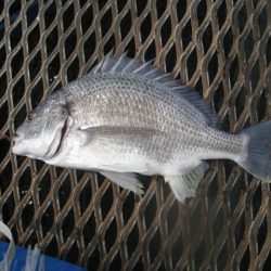 オリジナルメーカー海づり公園(市原市海づり施設) 釣果