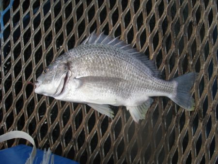 オリジナルメーカー海づり公園(市原市海づり施設) 釣果