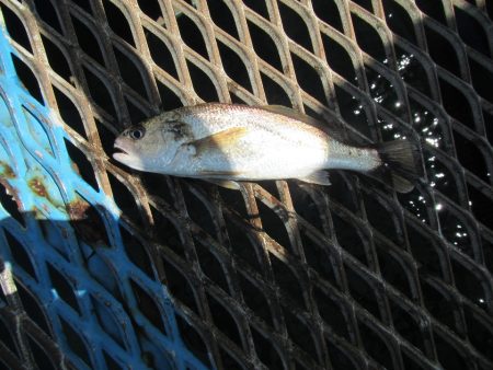 オリジナルメーカー海づり公園(市原市海づり施設) 釣果