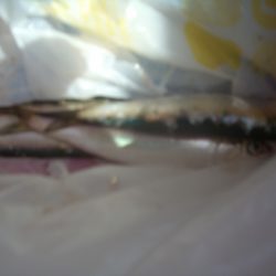 オリジナルメーカー海づり公園(市原市海づり施設) 釣果