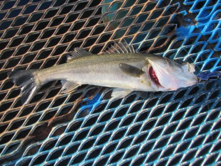 オリジナルメーカー海づり公園(市原市海づり…