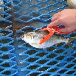 オリジナルメーカー海づり公園(市原市海づり施設) 釣果