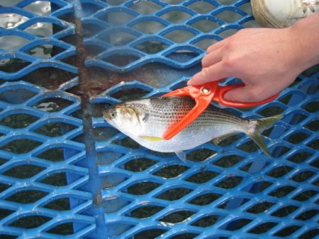 オリジナルメーカー海づり公園(市原市海づり施設) 釣果