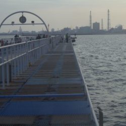 オリジナルメーカー海づり公園(市原市海づり施設) 釣果