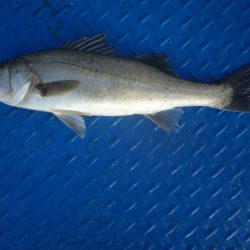 オリジナルメーカー海づり公園(市原市海づり施設) 釣果