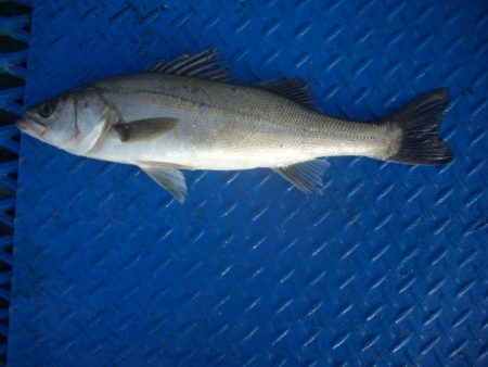 オリジナルメーカー海づり公園(市原市海づり…