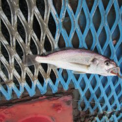 オリジナルメーカー海づり公園(市原市海づり施設) 釣果