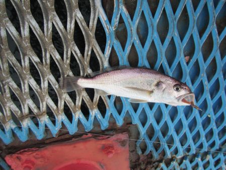 オリジナルメーカー海づり公園(市原市海づり施設) 釣果