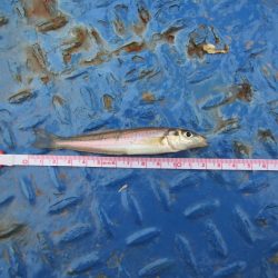 オリジナルメーカー海づり公園(市原市海づり施設) 釣果