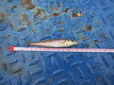 オリジナルメーカー海づり公園(市原市海づり施設) 釣果