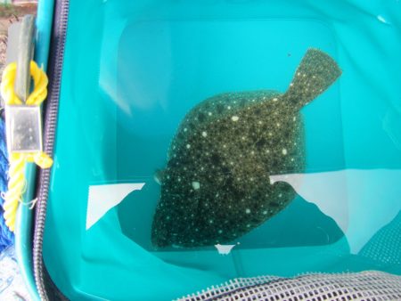 オリジナルメーカー海づり公園(市原市海づり施設) 釣果