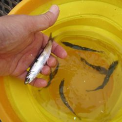 オリジナルメーカー海づり公園(市原市海づり施設) 釣果