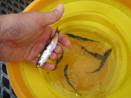 オリジナルメーカー海づり公園(市原市海づり施設) 釣果