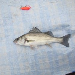 オリジナルメーカー海づり公園(市原市海づり施設) 釣果