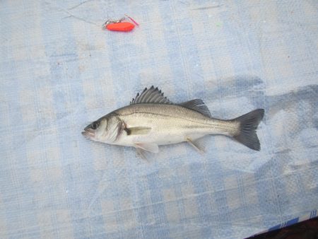 オリジナルメーカー海づり公園(市原市海づり施設) 釣果