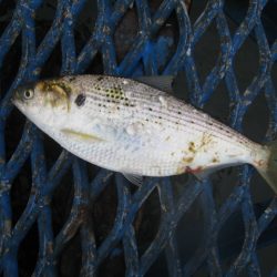 オリジナルメーカー海づり公園(市原市海づり施設) 釣果