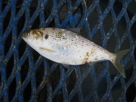 オリジナルメーカー海づり公園(市原市海づり施設) 釣果