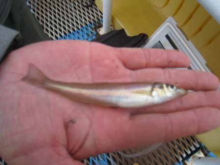 オリジナルメーカー海づり公園(市原市海づり…