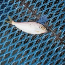 オリジナルメーカー海づり公園(市原市海づり施設) 釣果