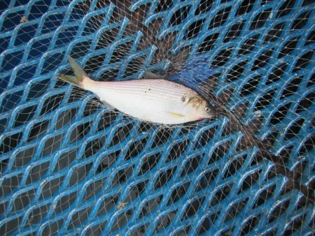 オリジナルメーカー海づり公園(市原市海づり施設) 釣果