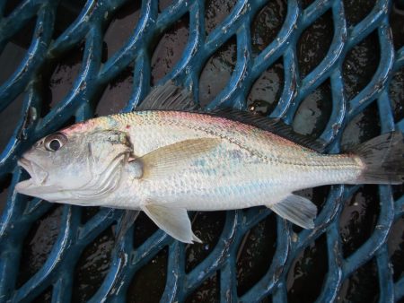 オリジナルメーカー海づり公園(市原市海づり…