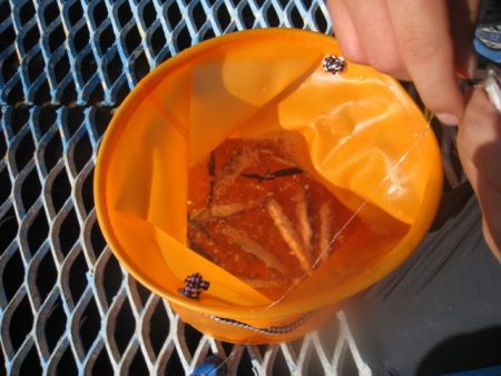 オリジナルメーカー海づり公園(市原市海づり施設) 釣果