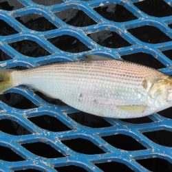 オリジナルメーカー海づり公園(市原市海づり施設) 釣果