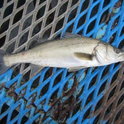 オリジナルメーカー海づり公園(市原市海づり施設) 釣果