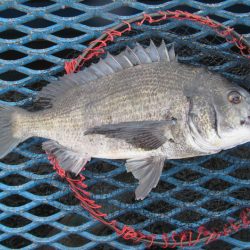 オリジナルメーカー海づり公園(市原市海づり施設) 釣果